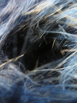 Emu Damskie (36-41) CNT-21 BLUE